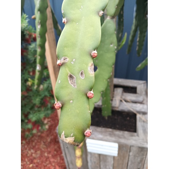 Dragon Fruit 'Purple Haze' (Selenicereus guatemalensis × Selenicereus undatus) Rooted Cutting
