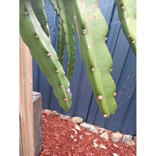 Dragon Fruit 'Purple Haze' (Selenicereus guatemalensis × Selenicereus undatus) Rooted Cutting