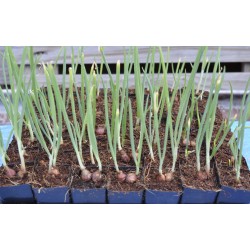 Egyptian Walking Onions / Tree Onions (Allium × proliferum) in 40 mm Tube