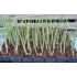 Egyptian Walking Onions / Tree Onions (Allium × proliferum) in 40 mm Tube