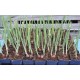 Egyptian Walking Onions / Tree Onions (Allium × proliferum) in 40 mm Tube