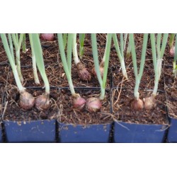 Egyptian Walking Onions / Tree Onions (Allium × proliferum) in 40 mm Tube