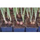 Egyptian Walking Onions / Tree Onions (Allium × proliferum) in 40 mm Tube