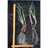 Egyptian Walking Onions / Tree Onions (Allium × proliferum) - Mature Bare-Rooted Plant (Trimmed)