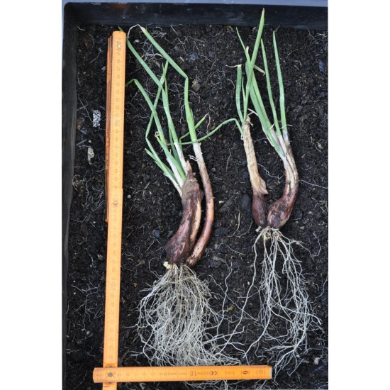 Egyptian Walking Onions / Tree Onions (Allium × proliferum) - Mature Bare-Rooted Plant (Trimmed)