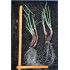 Egyptian Walking Onions / Tree Onions (Allium × proliferum) - Mature Bare-Rooted Plant (Trimmed)