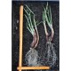 Egyptian Walking Onions / Tree Onions (Allium × proliferum) - Mature Bare-Rooted Plant (Trimmed)