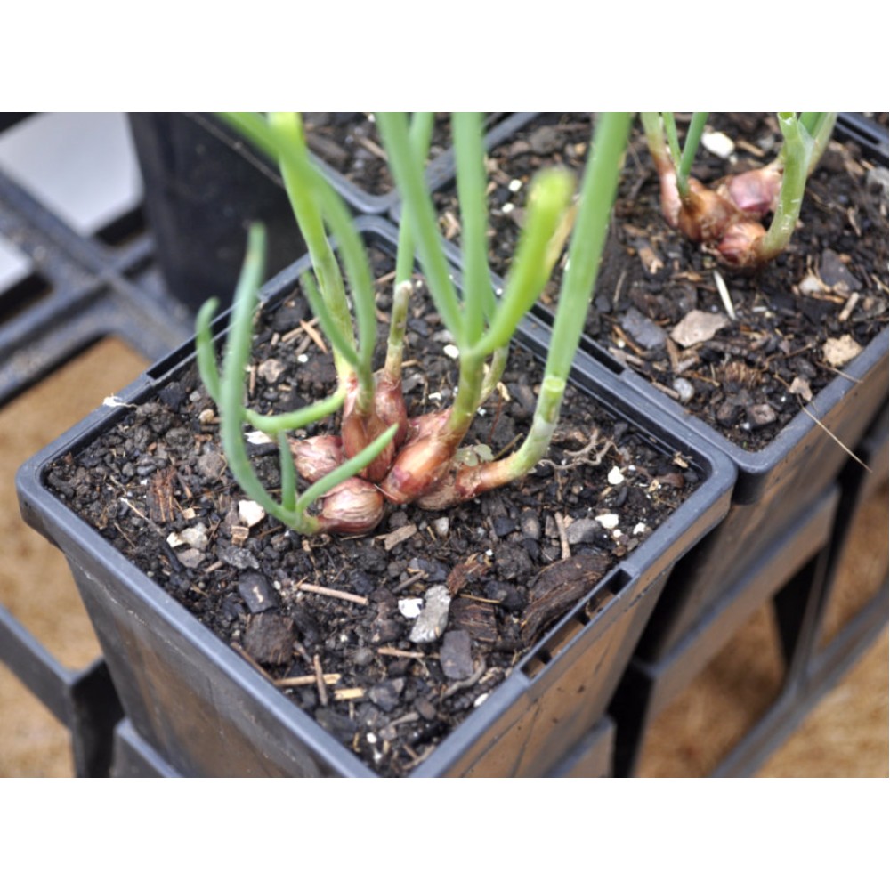 Egyptian Walking Onions / Tree Onions (Allium × proliferum) in 90 mm