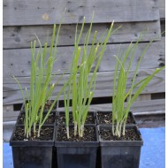 Egyptian Walking Onions / Tree Onions (Allium × proliferum) in 90 mm Bottomless Pot