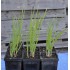 Egyptian Walking Onions / Tree Onions (Allium × proliferum) in 90 mm Bottomless Pot