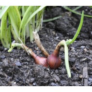 Egyptian Walking Onions / Tree Onions (Allium × proliferum) in 90 mm Bottomless Pot