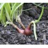 Egyptian Walking Onions / Tree Onions (Allium × proliferum) in 90 mm Bottomless Pot