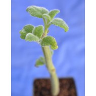 Fruit Salad / Fruity / Potpourri Sage (Salvia dorisiana) Cuttings in 50 mm Tube