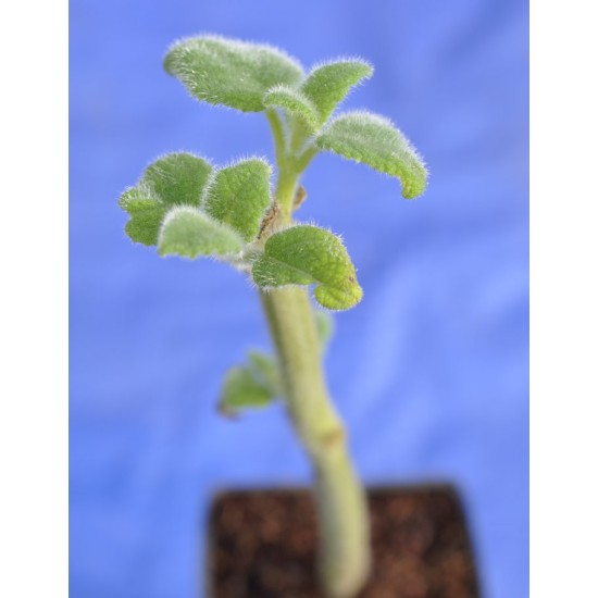 Fruit Salad / Fruity / Potpourri Sage (Salvia dorisiana) as Propagation Material