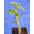 Fruit Salad / Fruity / Potpourri Sage (Salvia dorisiana) Cuttings in 50 mm Tube