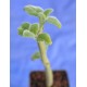 Fruit Salad / Fruity / Potpourri Sage (Salvia dorisiana) as Propagation Material
