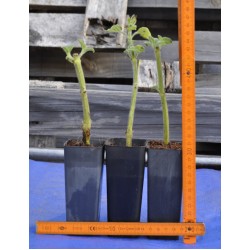 Fruit Salad / Fruity / Potpourri Sage (Salvia dorisiana) Cuttings in 50 mm Tube