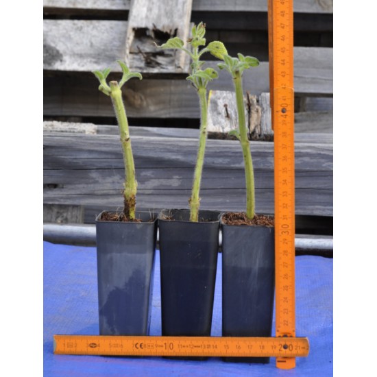 Fruit Salad / Fruity / Potpourri Sage (Salvia dorisiana) Cuttings in 50 mm Tube