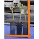 Fruit Salad / Fruity / Potpourri Sage (Salvia dorisiana) Cuttings in 50 mm Tube