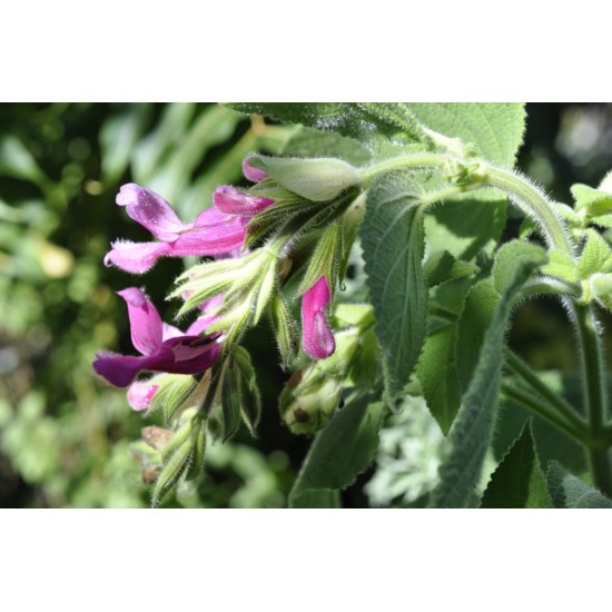 Fruit Salad / Fruity / Potpourri Sage (Salvia dorisiana) as Propagation Material