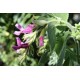 Fruit Salad / Fruity / Potpourri Sage (Salvia dorisiana) as Propagation Material