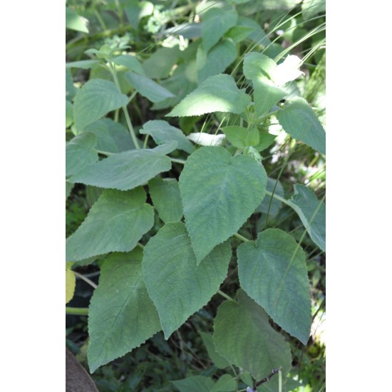 Fruit Salad / Fruity / Potpourri Sage (Salvia dorisiana) as Propagation Material