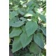 Fruit Salad / Fruity / Potpourri Sage (Salvia dorisiana) as Propagation Material