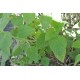 Fruit Salad / Fruity / Potpourri Sage (Salvia dorisiana) as Propagation Material