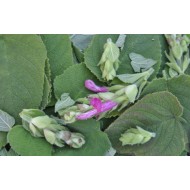 Fruit Salad / Fruity / Potpourri Sage (Salvia dorisiana) Leaves For Potpourri