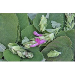 Fruit Salad / Fruity / Potpourri Sage (Salvia dorisiana) Leaves For Potpourri