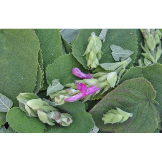 Fruit Salad / Fruity / Potpourri Sage (Salvia dorisiana) Leaves For Potpourri