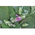 Fruit Salad / Fruity / Potpourri Sage (Salvia dorisiana) Leaves For Potpourri