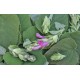 Fruit Salad / Fruity / Potpourri Sage (Salvia dorisiana) Leaves For Potpourri