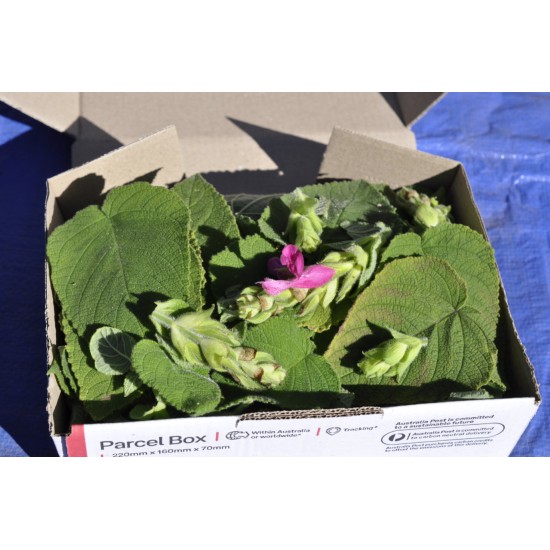 Fruit Salad / Fruity / Potpourri Sage (Salvia dorisiana) Leaves For Potpourri