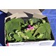Fruit Salad / Fruity / Potpourri Sage (Salvia dorisiana) Leaves For Potpourri