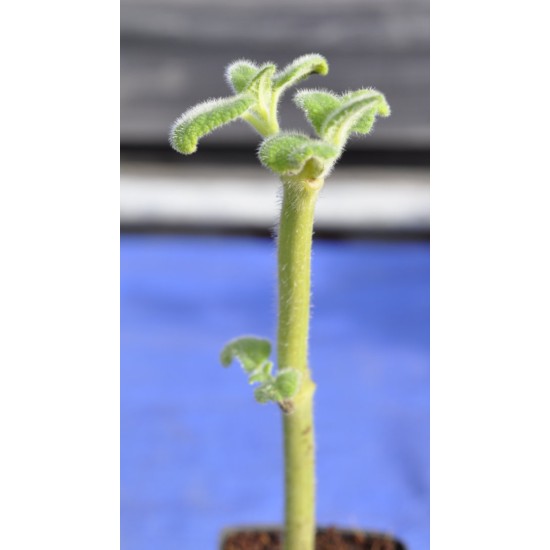 Fruit Salad / Fruity / Potpourri Sage (Salvia dorisiana) Cuttings in 50 mm Tube