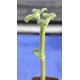 Fruit Salad / Fruity / Potpourri Sage (Salvia dorisiana) Cuttings in 50 mm Tube