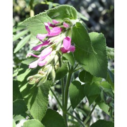 Fruit Salad / Fruity / Potpourri Sage (Salvia dorisiana) as Propagation Material