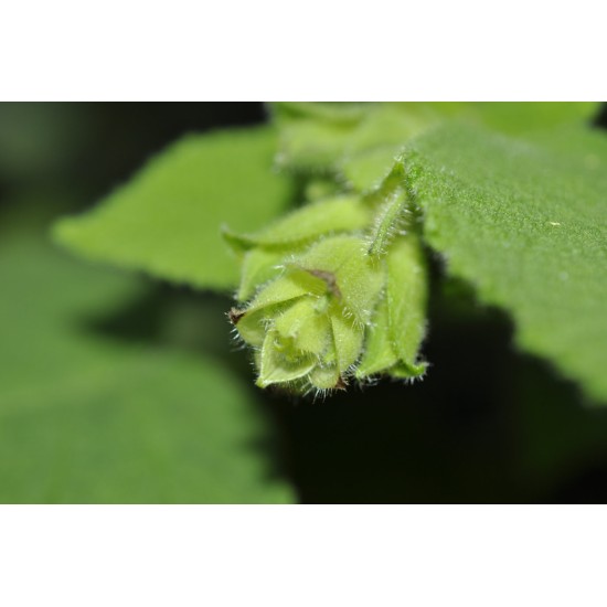 Fruit Salad / Fruity / Potpourri Sage (Salvia dorisiana) as Propagation Material