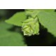 Fruit Salad / Fruity / Potpourri Sage (Salvia dorisiana) as Propagation Material