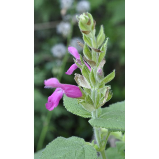 Fruit Salad / Fruity / Potpourri Sage (Salvia dorisiana) as Propagation Material