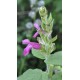 Fruit Salad / Fruity / Potpourri Sage (Salvia dorisiana) as Propagation Material