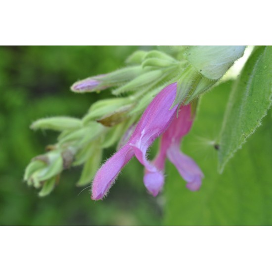 Fruit Salad / Fruity / Potpourri Sage (Salvia dorisiana) as Propagation Material