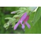 Fruit Salad / Fruity / Potpourri Sage (Salvia dorisiana) as Propagation Material