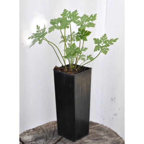 Herb Robert (Geranium robertianum) in 50 mm Tube