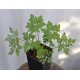 Herb Robert (Geranium robertianum) in 50 mm Tube