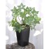Herb Robert (Geranium robertianum) in 90 mm Bottomless Pot