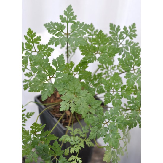 Herb Robert (Geranium robertianum) in 90 mm Bottomless Pot