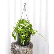 Jiaogulan (Gynostemma pentaphyllum) in 200 mm Green Hanging Basket