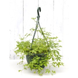 Jiaogulan (Gynostemma pentaphyllum) in 200 mm Green Hanging Basket